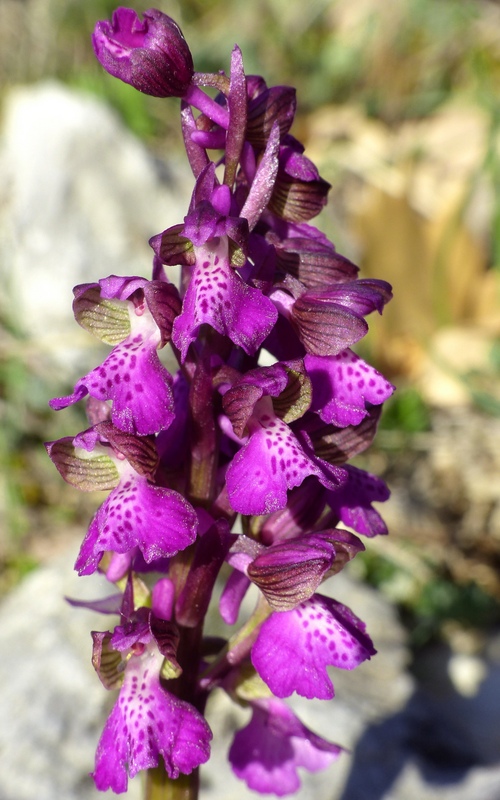 Marsica 2022, Monte Girifalco e Monte Arunzo  Le orchidee e la storia.